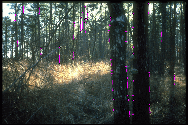 Example 4 for scheme 1