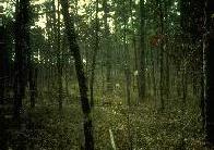 Forest image