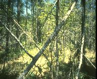 Image with ENT = 22.28, SBEZ = -34.29