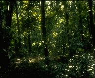 Image with ENT = 17.32, SBE = 107.13