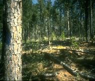 Image with CR = 0.90, SBEZ = 0.52