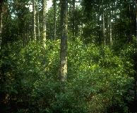 Forest image with Sharp = 938.00, SBEZ = 25.66