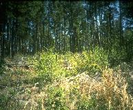 Forest image with STD = 535.36, SBEZ = -3.05