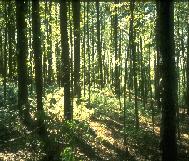Forest image with STD = 2.46, SBE = 49.08